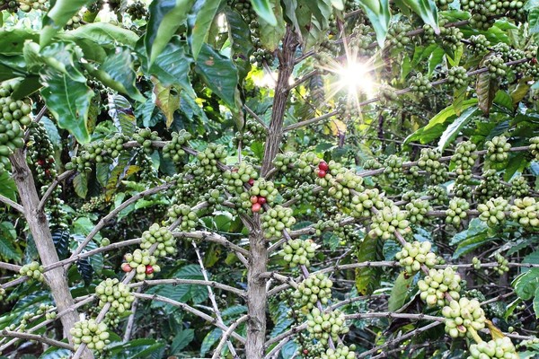 에티오피아 커피 농장. 사진=2메르카토닷컴