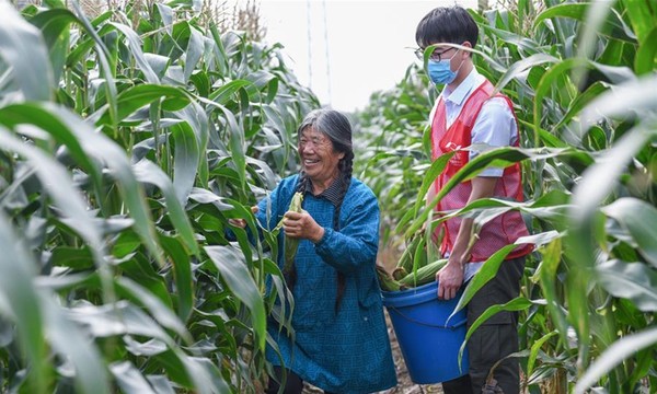 중국 저장성 츠시시 하이윈 마을에서 자원봉사자가 옥수수 수확을 돕고 있다. 사진=글로벌타임스
