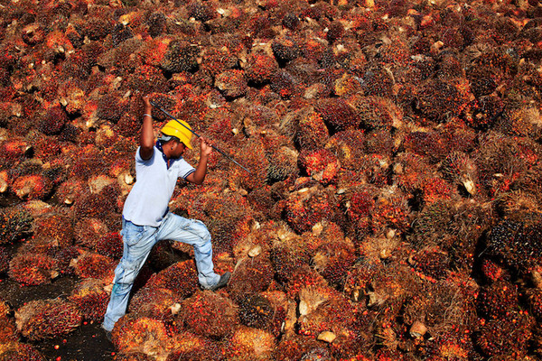 말레이시아 근로자가 팜오일 원료인 대추야자를 분류하고 있다.사진=이코노믹타임스