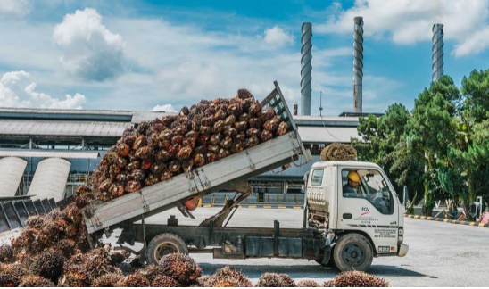 말레이시아 팜유 생산기업 FGV 공장에서 트럭이 오일팜을 부리고 있다. 사진=FGV