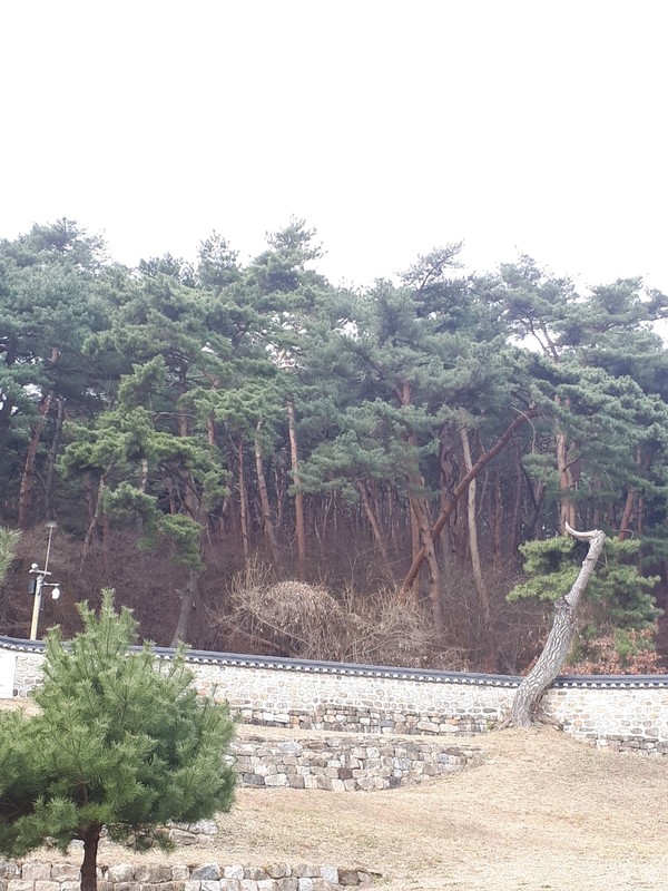 남한산성 행궁 후원 뒤 울창한 소나무숲. 사진=박준환 기자