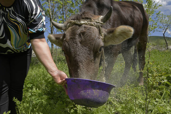 아르메니아 농민이 소에게 소죽을 먹이고 있다. 사진=유엔식량농업기구