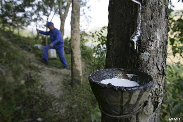 말레이시아 고무나무 농장의 고무나무에서 수액을 채취하는 모습. 사진=디엣지마켓.
