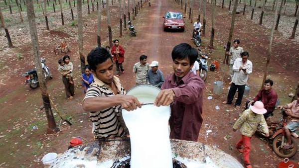 캄보디아 고무농장에서 인부들이 채취한 고무 수액을 모으고 있다. 사진=프놈펜타임스