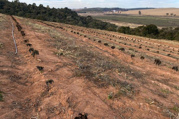가뭄에 이어 서리로 나무가 죽어버린 브라질 커피 농장 전경. 사진=블룸버그