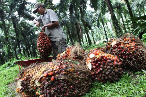 인도네시아 근로자가 팜을 수확하고 있다. 인도네시아 정부가 수출물량 제한을 없애는 대신 수출부담금을 대폭 올리기로 했다. 사진=마켓스크리너닷컴