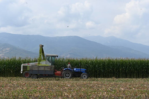 옥수수 가격이 5월에 크게 오르면서 유엔식량농업기구(FAO)가 조사하는 곡물지수를 끌어올렸다. 사진은 북마케도니아의 옥수수밭에서 옥수수를 수확하는 모습. 사진=FAO