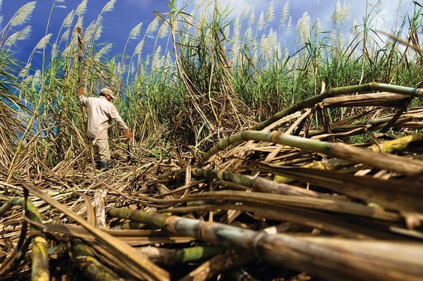 세계 최대 설탕수출국인 브라질의 사탕수수밭에서 농부가 사탕수수를 수확하고 있다. 사진=유엔식량농업기구(FAO)