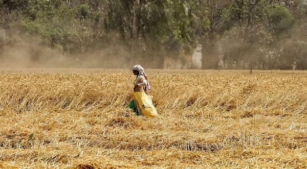 인도 북서부 지역을 엄습한 이상고온으로 인도의 밀수확이 타격을 입어 인도 정부가 14일부터 수출을 금지했다. 인도의 '곡물 바구니' 펀잡주에서 한 농민이 밀밭에서 일하고 있다. 사진=더프린트