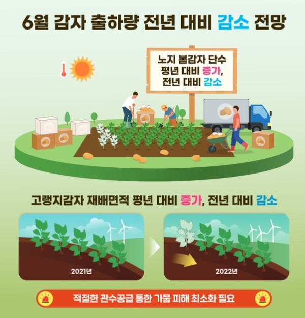 6월 감자 출하량 전년 대비 감소 전망. 사진=한국농촌경제연구원