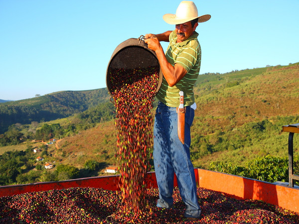 브라질 커피 농부가 수확한 커피를 트럭에 쏟고 있다. 브라질은 아라비카종 커피의 최대 생산국이다.사진=커뮤니카페닷컴