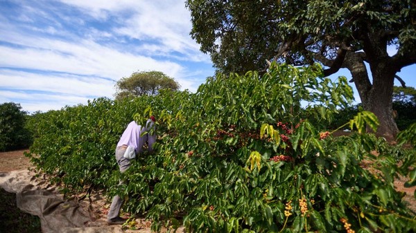 브라질 커피 농부가 커피를 따고 있다. 브라질 커피나무들은 2021년 최악의  서리로 큰 피해를 입었다.사진=더타임스