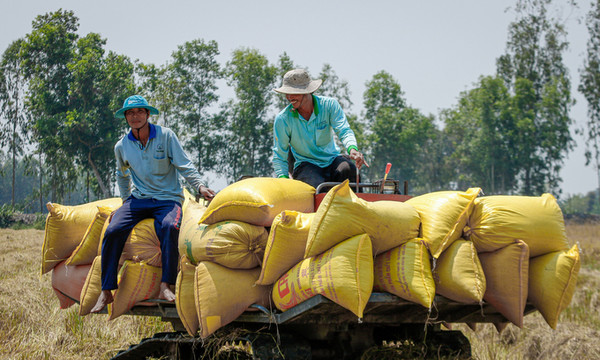 베트남 남부 속짱(Soc Trang) 응아남(Nga Nam)에서 농부들이 겨울-봄 쌀을 수확하고 있다. 사진=Vn익스프레스