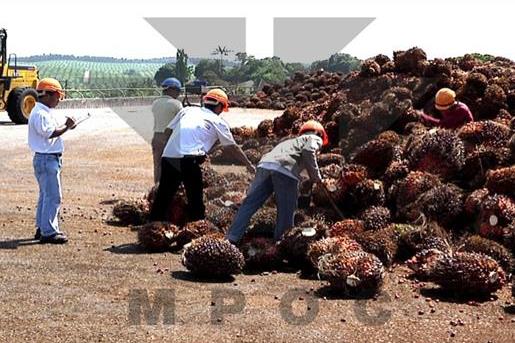 말레이시아 팜오일 농장에서 인부들이 오일을 짜기 위해 팜오일 열매를 분류하고 있다. 사진=말레이시아팜오일협회(MPOC)