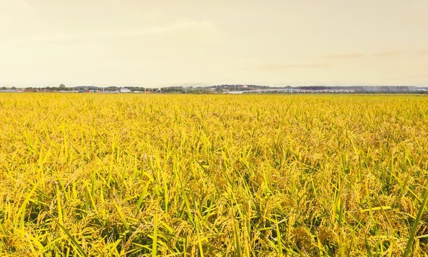 가루쌀 생산단지. 사진=농림축산식품부