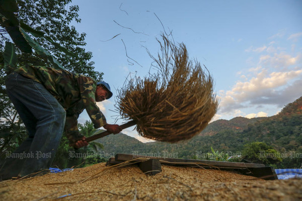 태국 최북단 매홍손 주에서 한 농부가 논에서 벼를 탈곡하고 있다.지난해 태국의 쌀 수출이 796만t으로 목표치 750만t을 초과달성했다고 태국 통상부가 밝혔다. 사진=방콕포스트
