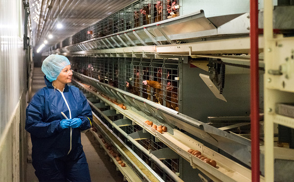 캐나다 양계장에서 현장검사관이 산란계와 계란,식품안전절차, 검증항목을 살피고 있다. 사진=캐나다계란농가(Egg Farmers of Canada)