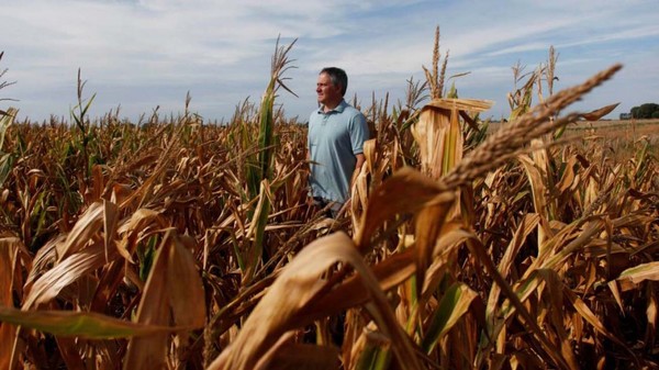 아르헨티나 부에노스아이레스주 남서쪽 팜파스 중앙 농산물 집산지 치빌코이의 옥수수 밭에서 한 농부가 가뭄에 타들어가는 옥수수 밭에 서 있다. 사진=부에노스아이레스타임스