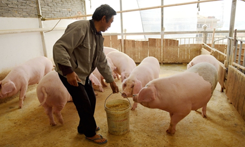 중국은 식용 돼지 사육을 위해 대두(콩)와 대두박을 미국 등지에서 수입하고 있지만 시장 안정화를 위해 국산 콩 매수를 늘리는 정책을 발표했다.중국 저장성 타이저우 돼지 농가의 사육장. 사진=글로벌타임스