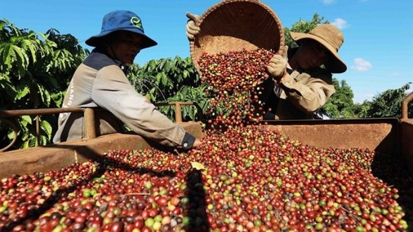 세계 최대 로부스타 커피 생산국인 베트남의 커피산지인 닥락 성( Đắk Lắk Province)에서 농부들이 커피콩을 수확하고 있다. 사진=아시아뉴스