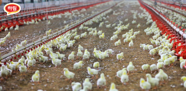 하림 병아리 농장 모습. 하림은 닭고기 수급 불안정 해소와 가격 안정을 위해 닭고기 입식과 공급 물량을 늘릴 계획이라고 지난 1월 밝혔다.사진=하림