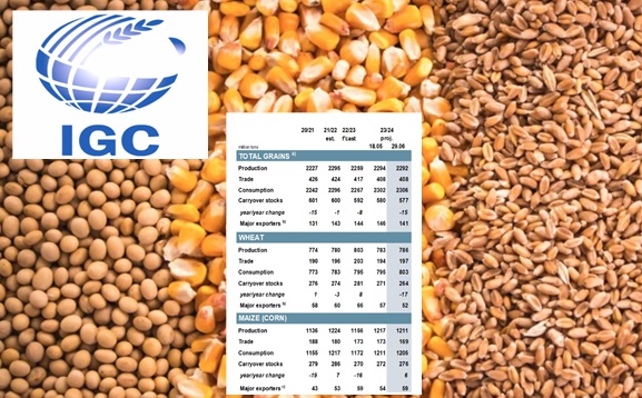 국제곡물이사회(IGC)가 6월 보고서에서 올해 밀과 옥수수 생산량 전망치를 5월에 비해 수정했다.사진=IGC