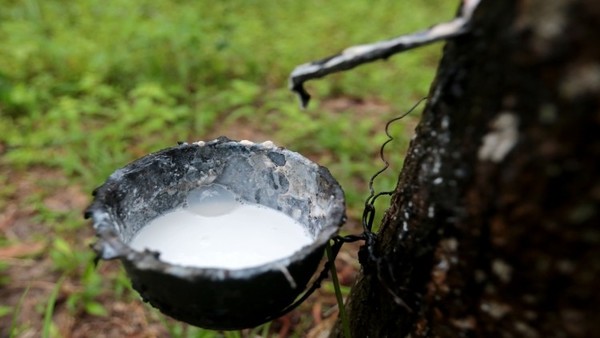 태국 고무농장의 고무수액을 수집하는 그릇에 흰 수액이 차고 있다. 사진=더네이션