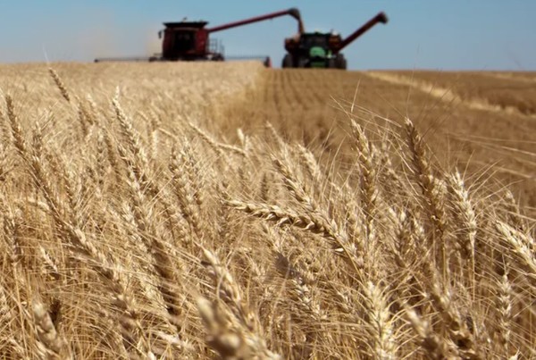미국 캔자스주 리노카운티 애비빌 밀 농장에서 밀을 수확하고 있다.우크라이나산 밀을 수출하기 위한 흑해곡물협정 불확실성 탓에 밀과 옥수수 선물가격이 소폭 상승했다. 사진=허친슨뉴스