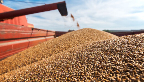러시아가 흑해곡물협정 종료를 발표한 17일(현지시각) 미국 선물거래소에서 밀과 옥수수 가격이 급등했다. 사진은 우크라이나에서 밀 수출을 위해 하역하고 있는 모습.사진=키이우포스트