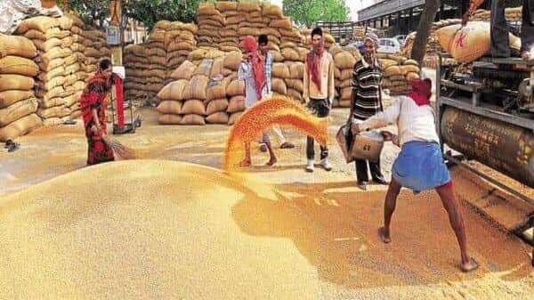 세계 최대 쌀 수출국인 인도의 농부들이 벼를 탈곡하고 있다. 인도정부는 국내 공급불안과 인플레이션 완화를 위해 비바사마티쌀(basmati rtice) 외 백미 수출을 전면 금지했다. 사진=라이브민트닷컴