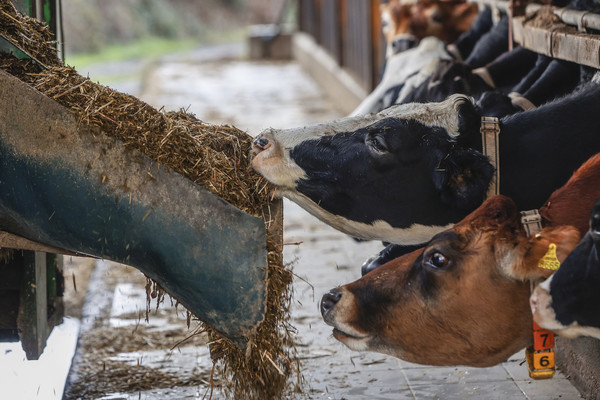 이탈리아 목장에서 소들이 먹이를 먹고 있다. 사진=유엔식량농업기구(FAO)