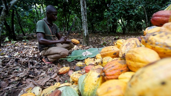 세계 최대 코코아 생산국인 코트디부아르에서 한 농민이 럭비공만한 크기의 코코아 콩을 까고 있다. 사진=쿠츠아프리카
