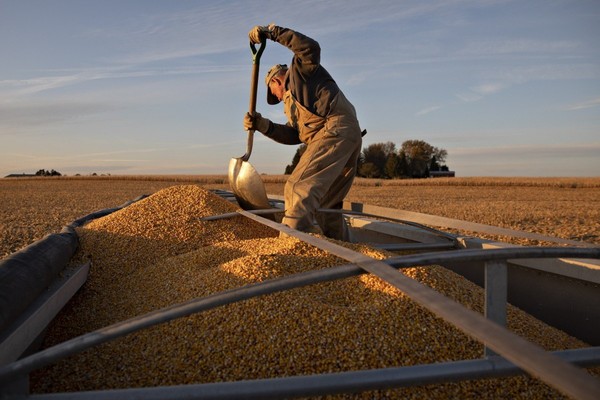 중국내 옥수수 생산이 역대 최대를 기록했음에도 옥수수 수입량도 사상 최대를 나타냈다. 중국 국영 곡물기업은  미국산 옥수수를 대량 수입했다. 사진은 미국 옥수수 수확장면. 사진=SCMP
