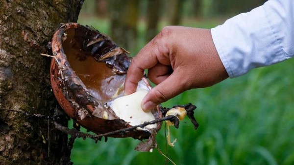 유럽연합의 삼림벌채규정(EUDR)이 올해 말 발효되면 천연고무 가격이 오를 것이라는 전망이 나왔다. 사진은 캄보디아 고무농장에서 나무에서 고무수액을 채취하는 모습. 사진=프놈펜포스트