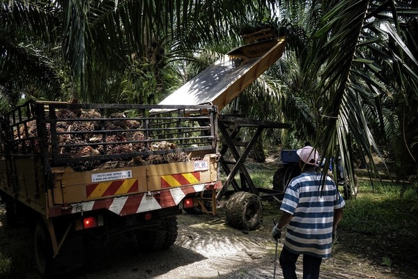 말레이시아 근로자가 2019년 10월30일 세팡의 팜오일 플랜테이션에서 트럭을 뒤따라 가고 있다. 사진=말레이메일