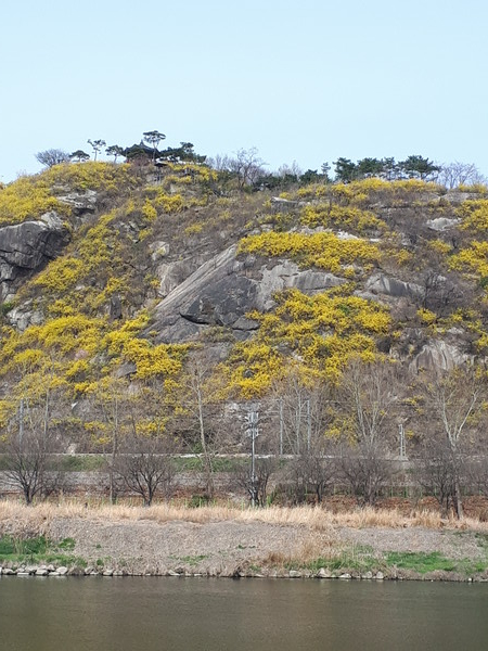 응봉산의 봄. 사진=박준환 기자